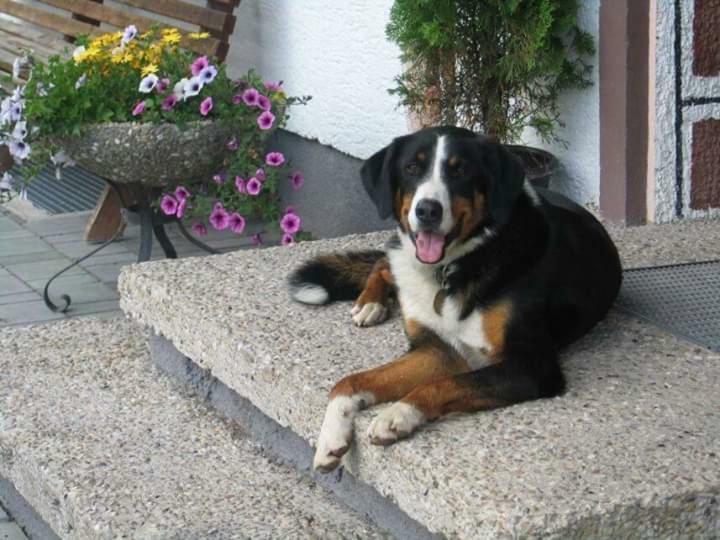 Hoferbichlgut Saalfelden Exterior foto